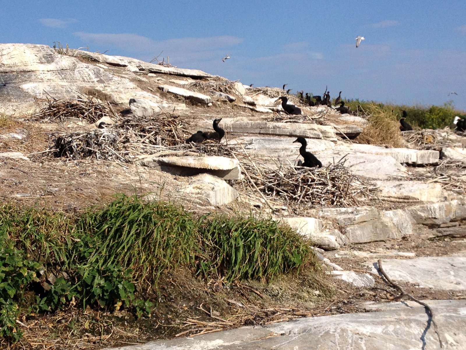 Ram Island Bird sanctuary