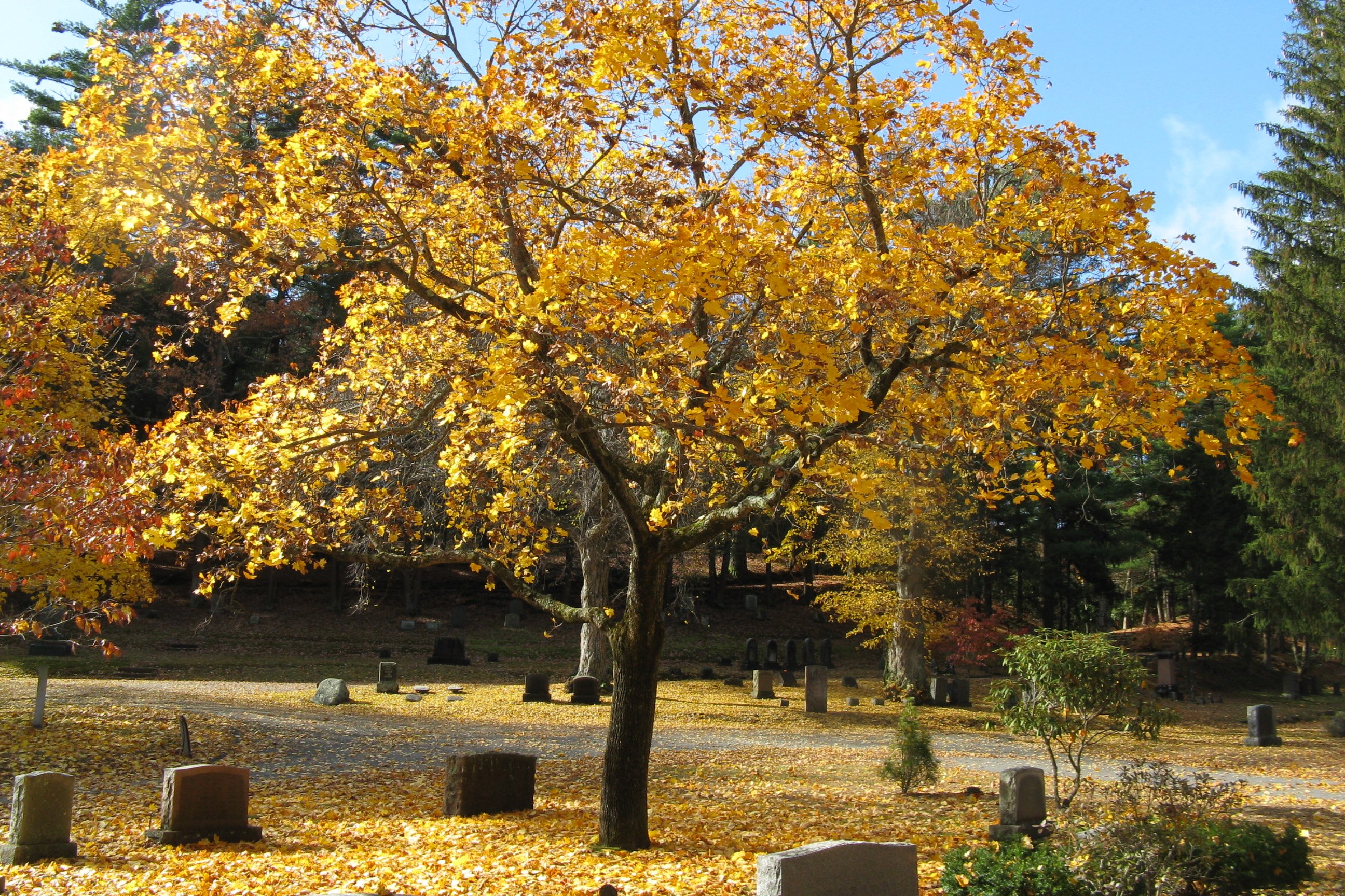 Sleepy_Hollow_Cemetery,_Concord_MA